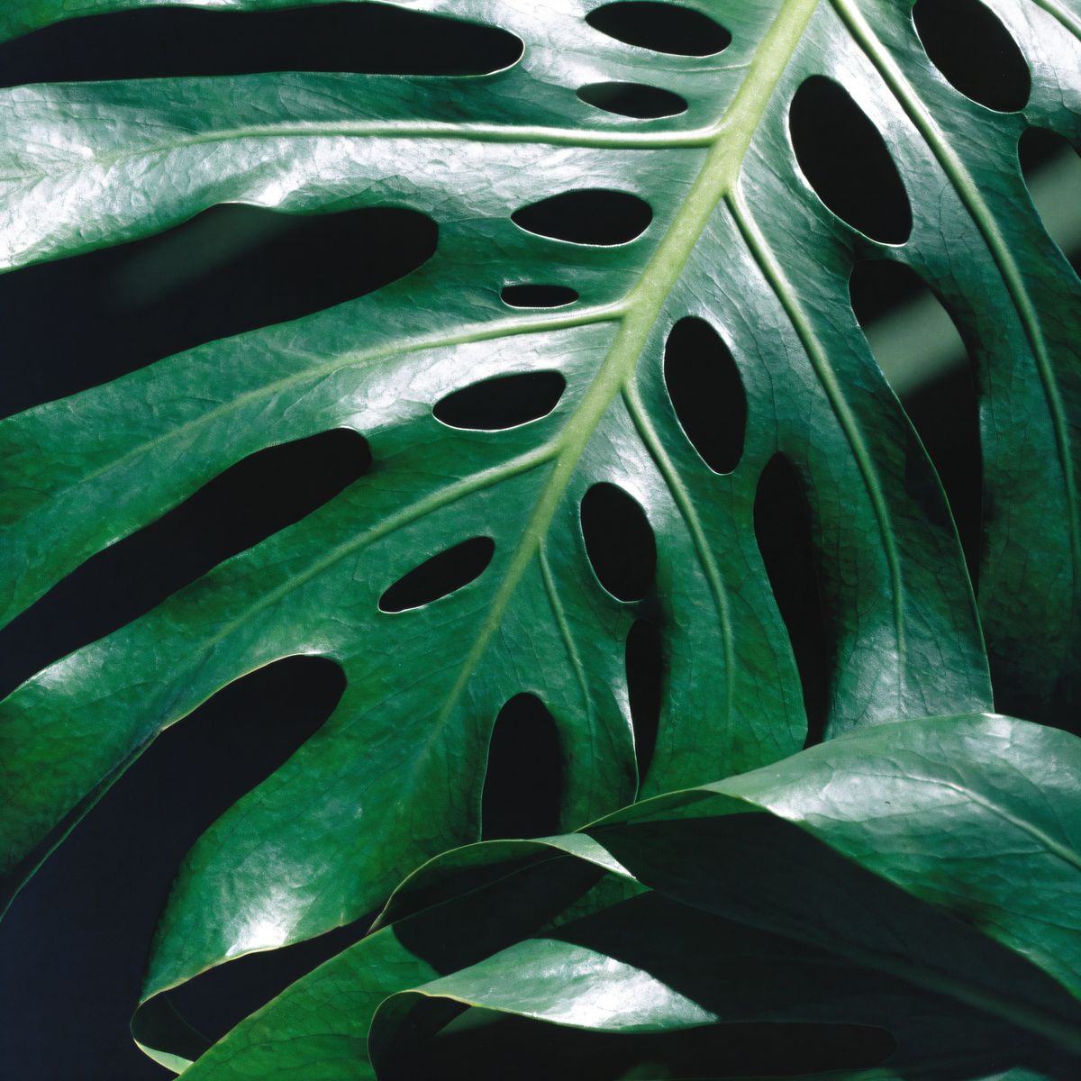 Monstera leaf close-up