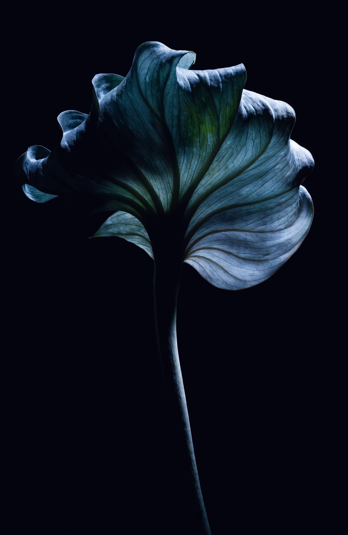 Dark flower on black background
