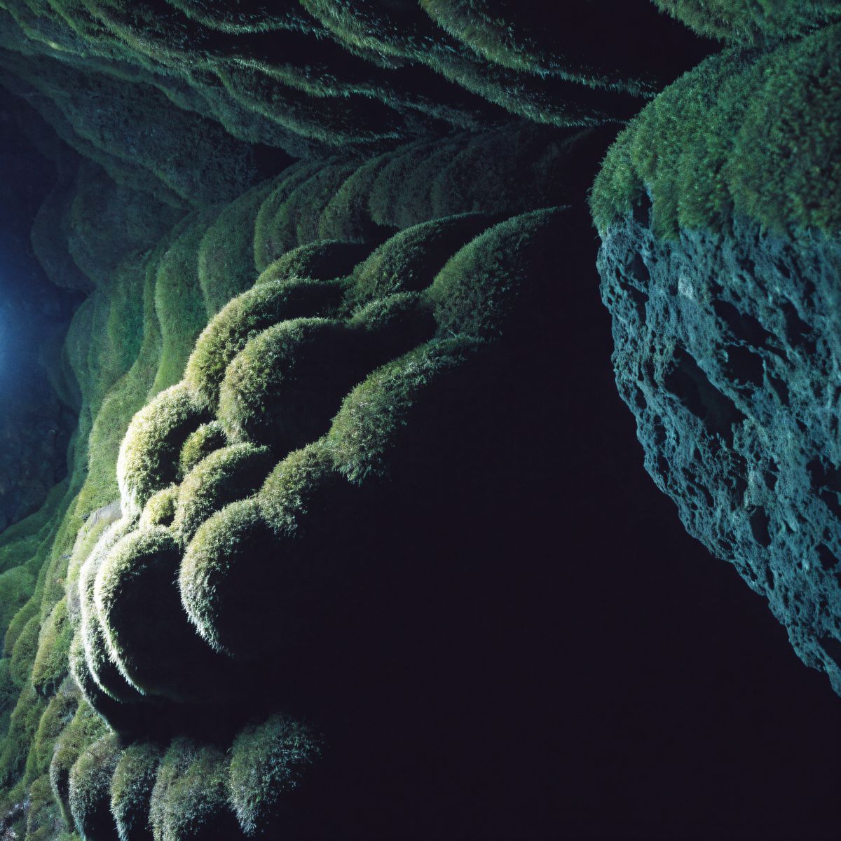 Mossy cave texture in shadow