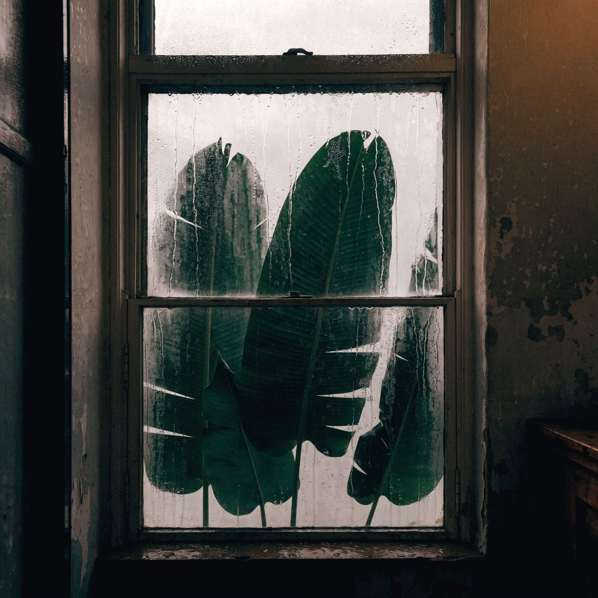 Leaves pressed against window