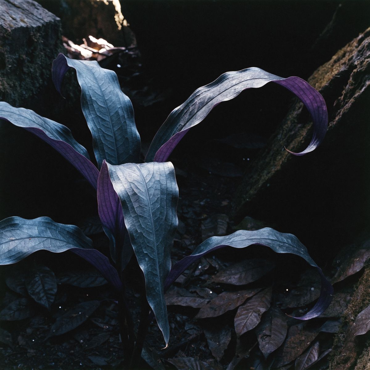 Purple-tipped tropical plant