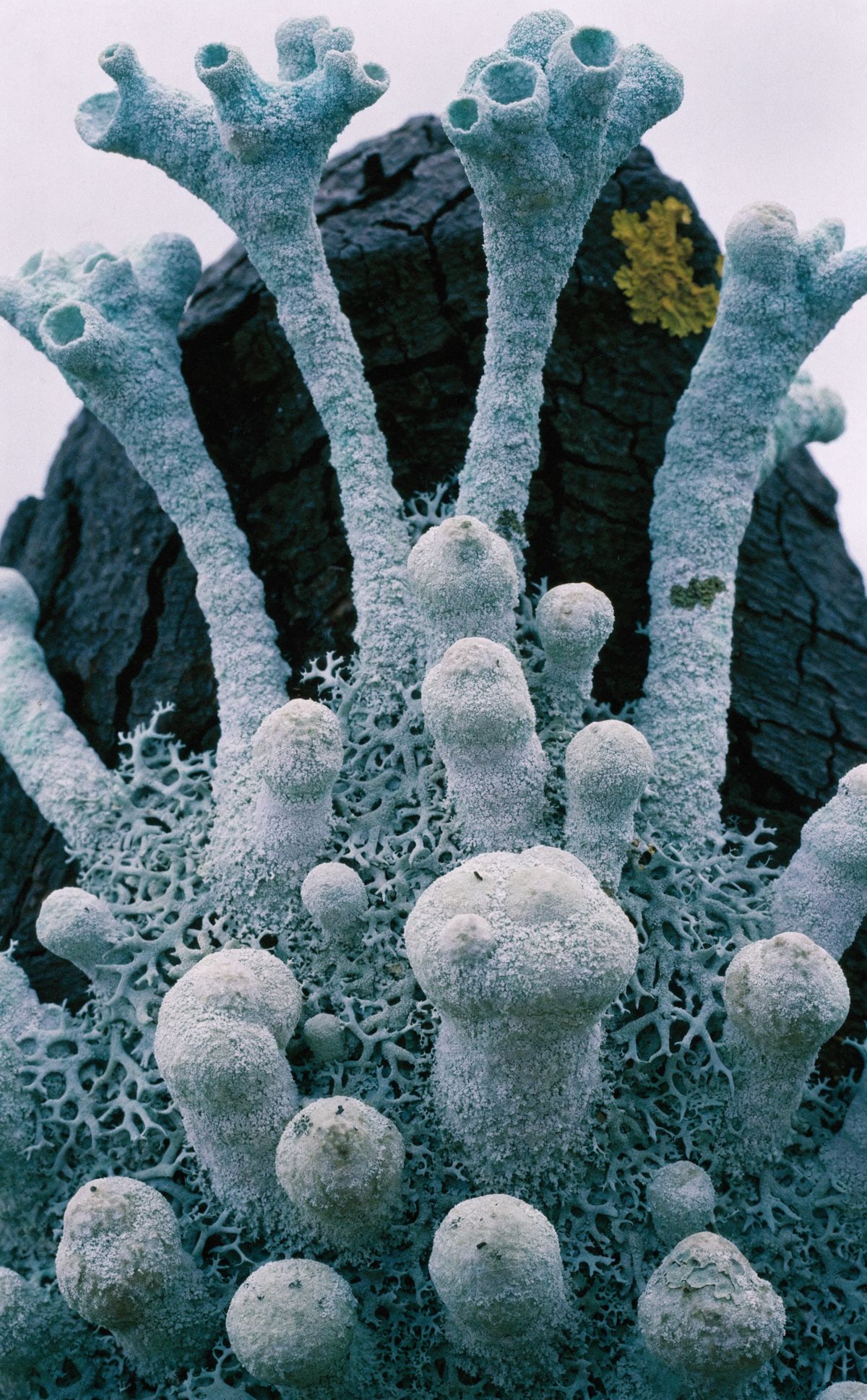 Blue lichen coral structures
