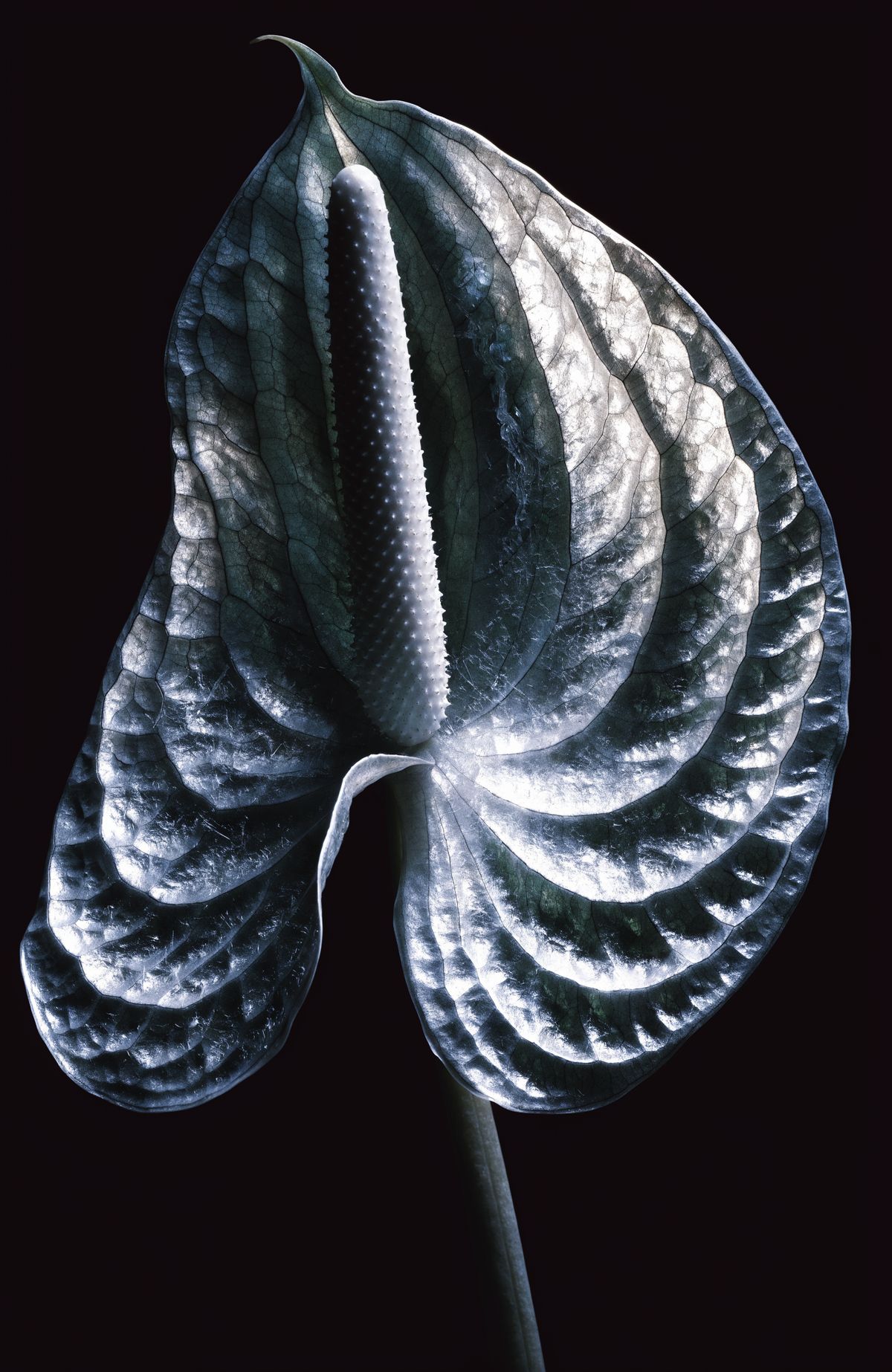 Silver anthurium on black