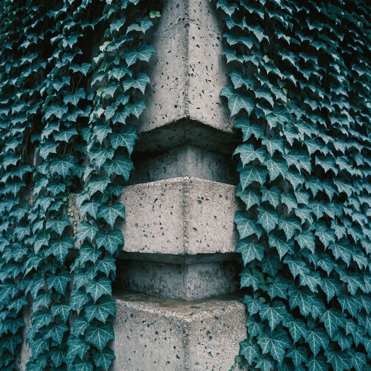 Concrete column wrapped in ivy