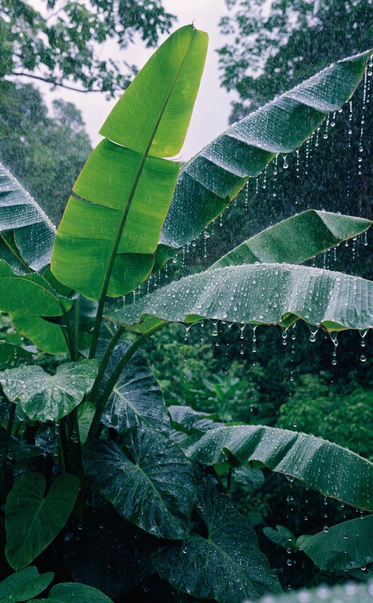 Banana leaves in heavy rain