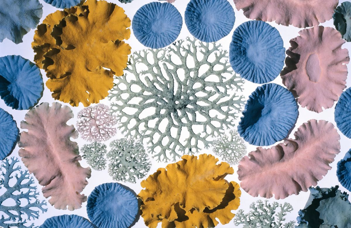 Colourful lichen specimens arranged on white background