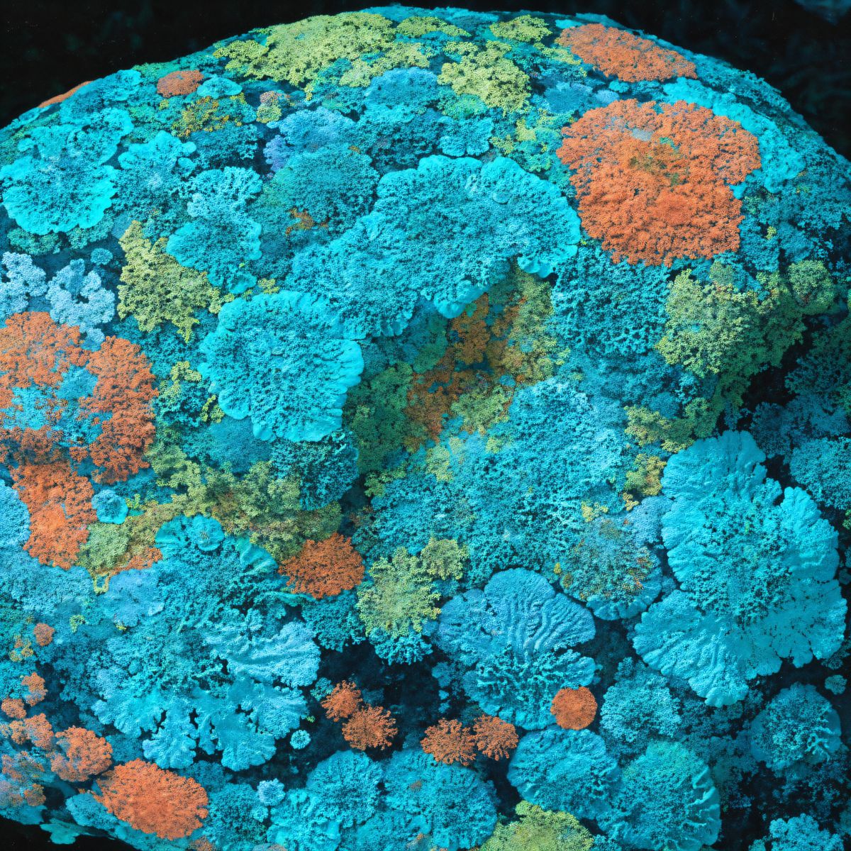 Colourful lichen and moss sphere