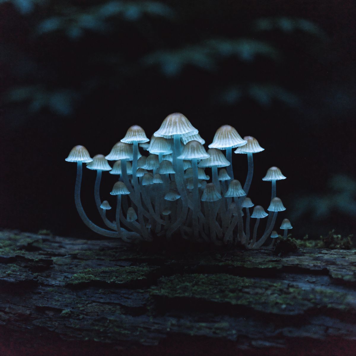 Bioluminescent mushrooms on forest floor