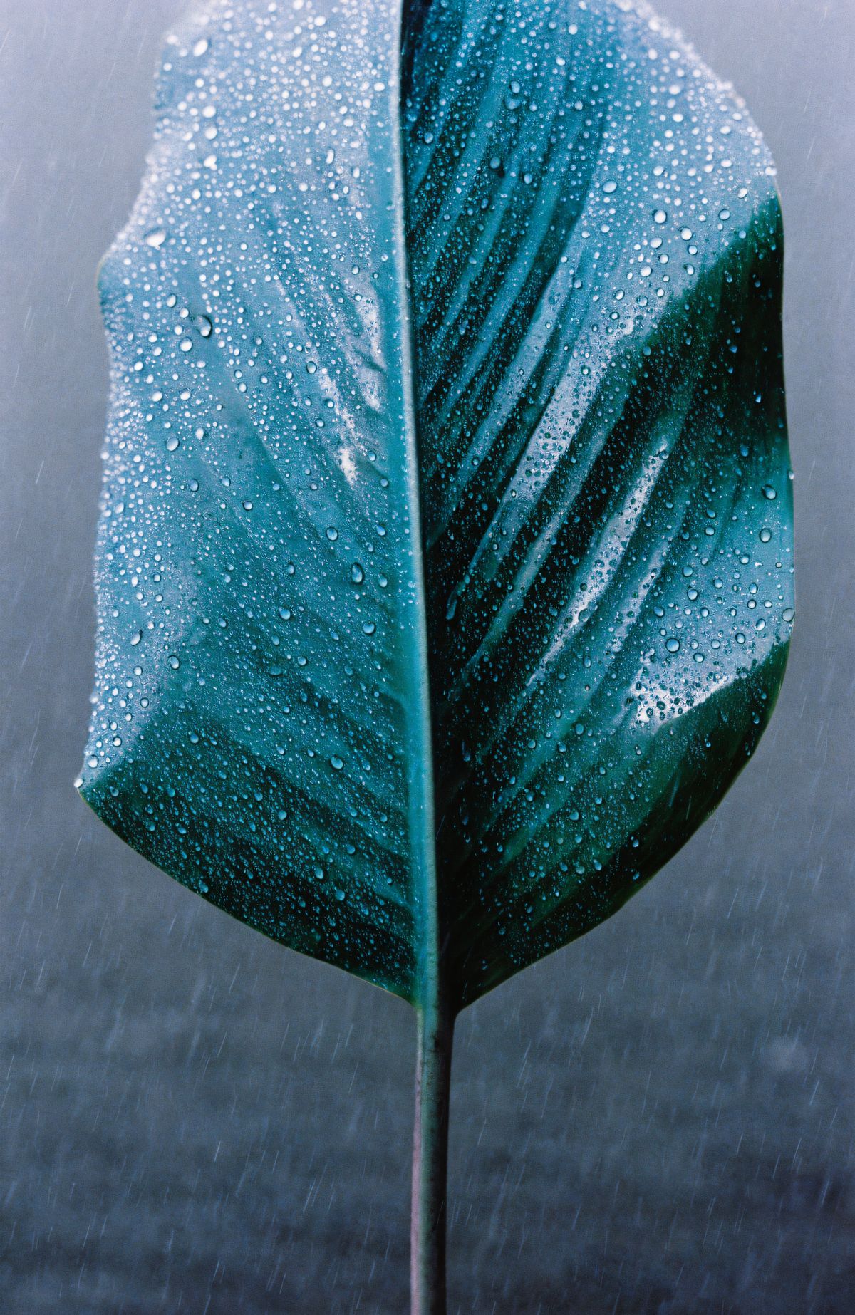 Blue leaf with water droplets
