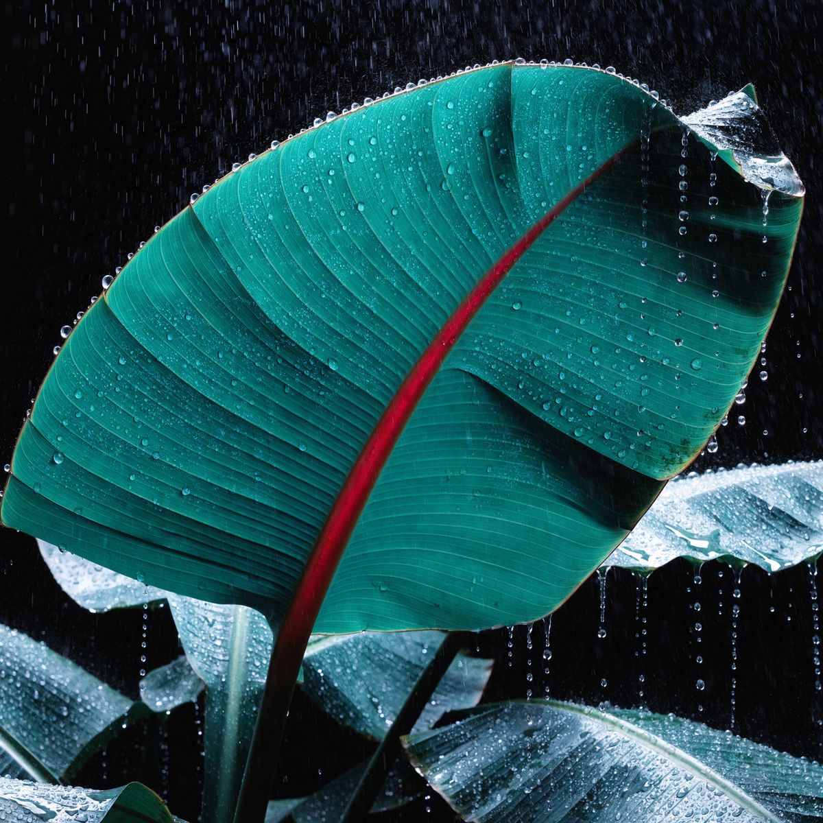 Red-stemmed banana leaves