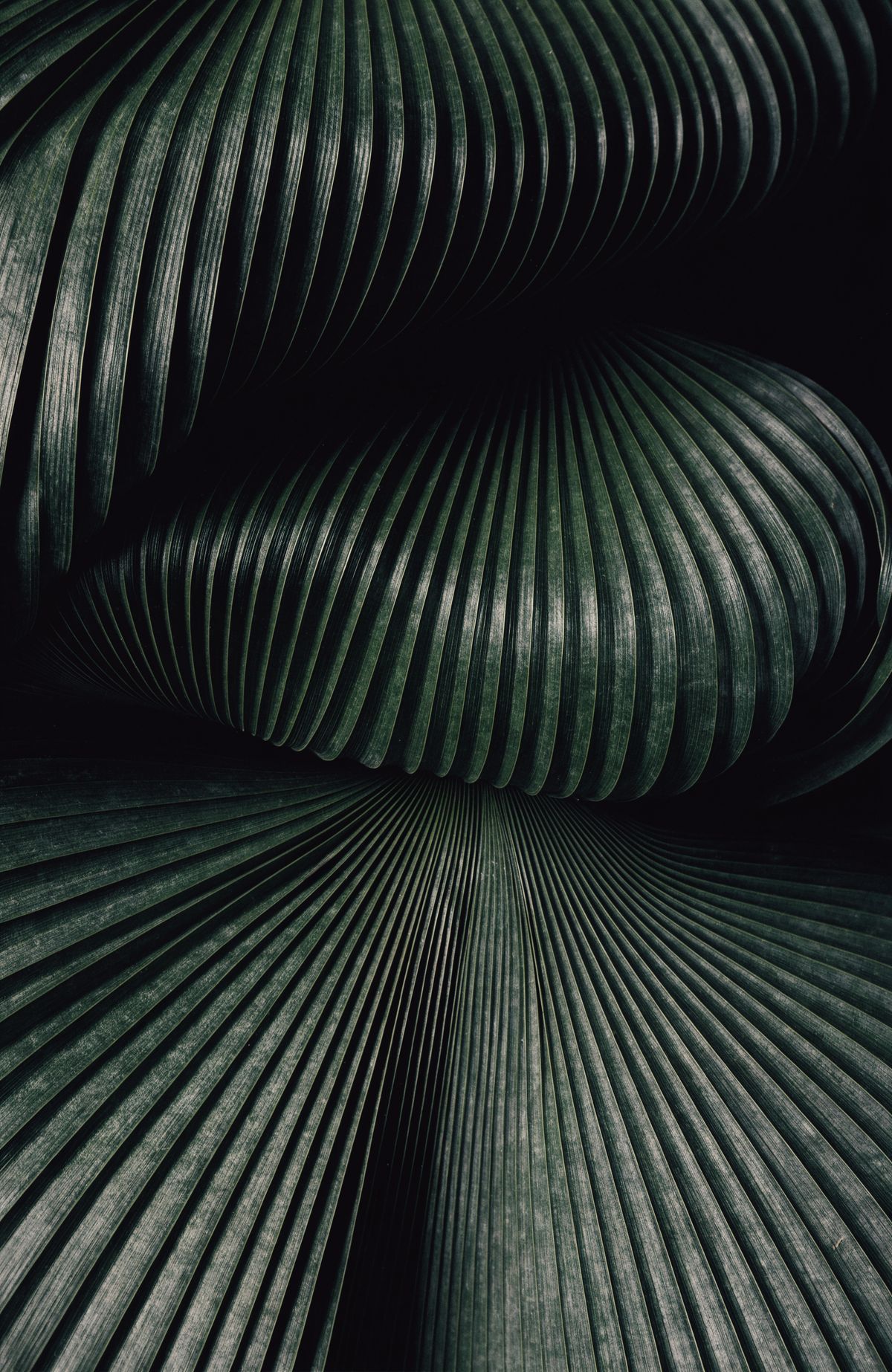 Dark ribbed palm fronds