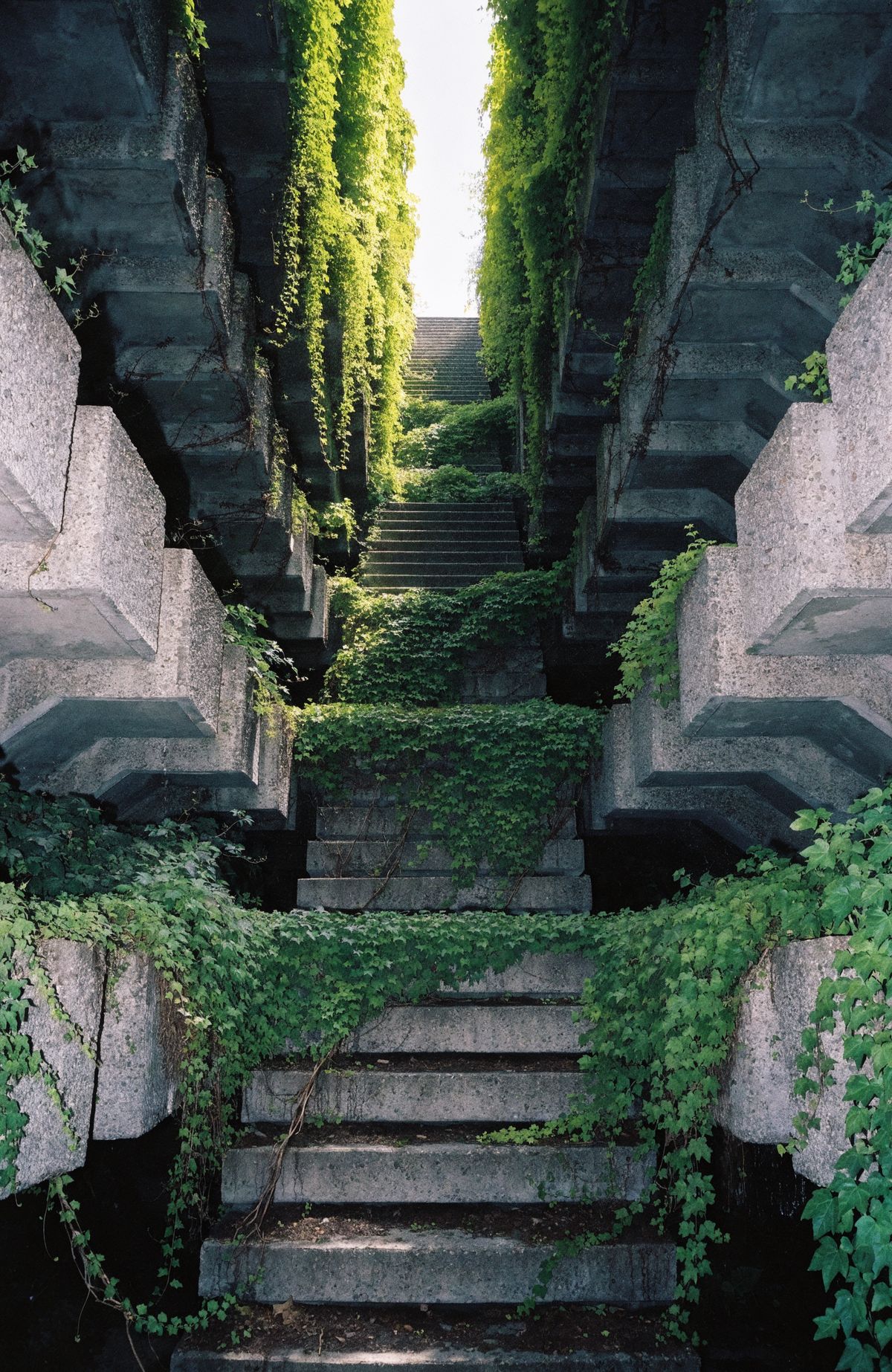 Vine-covered concrete stairway