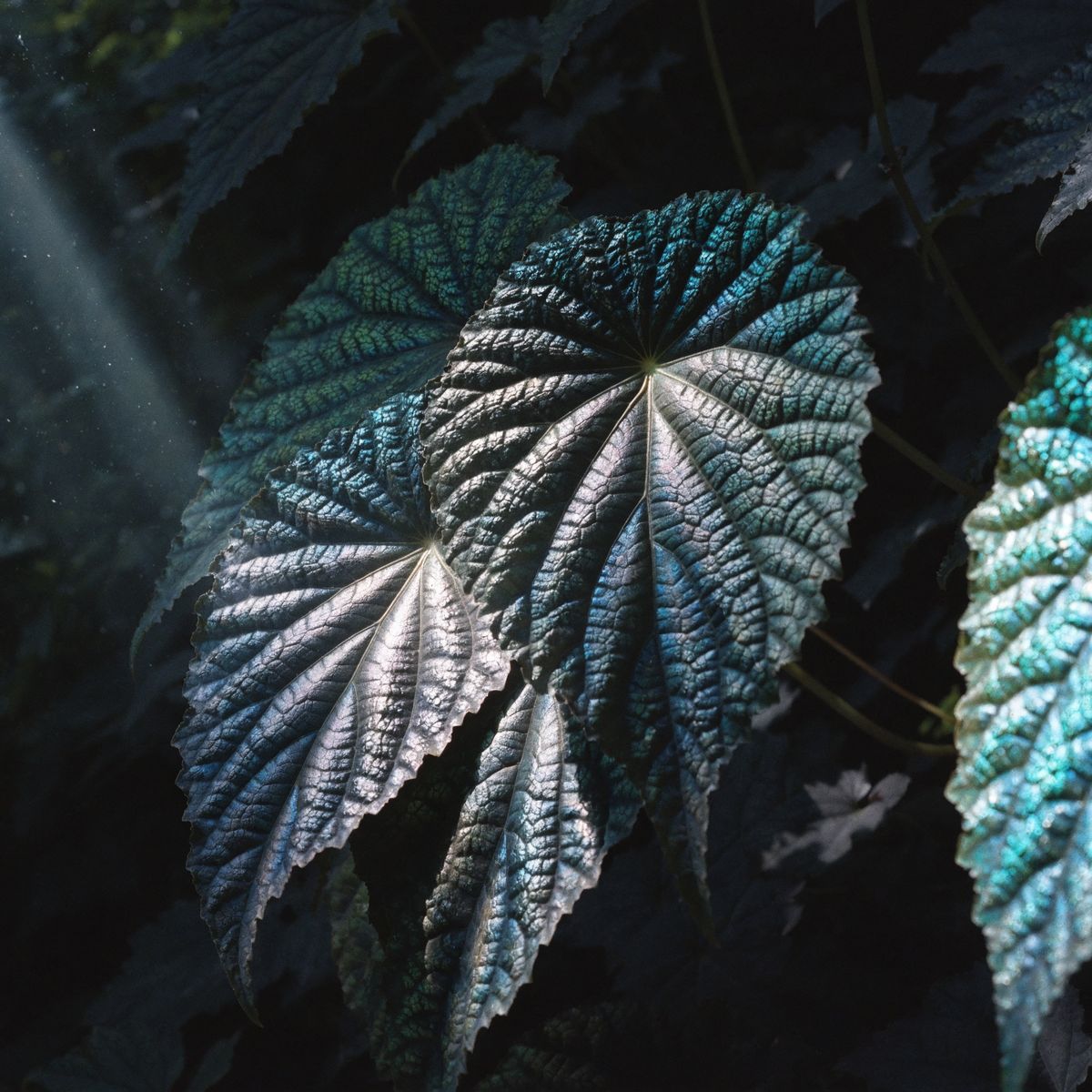 Iridescent begonia leaf in light