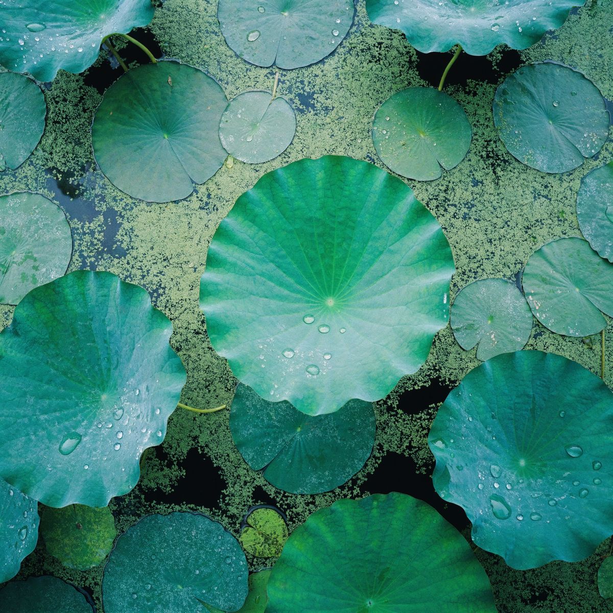 Lily pads from above on still water