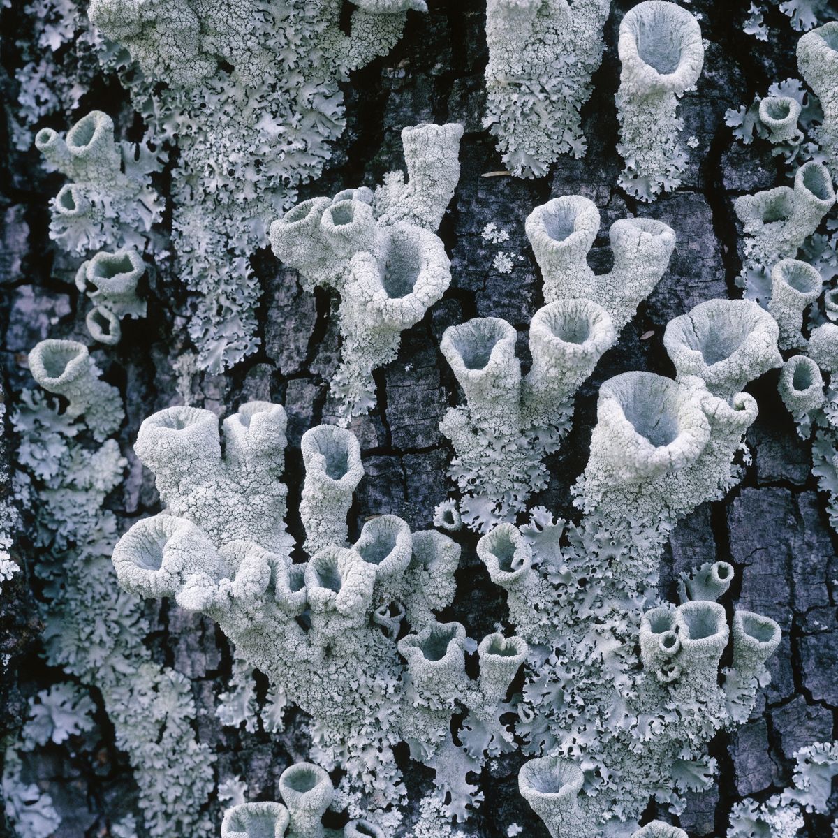 Lichen cups growing on bark