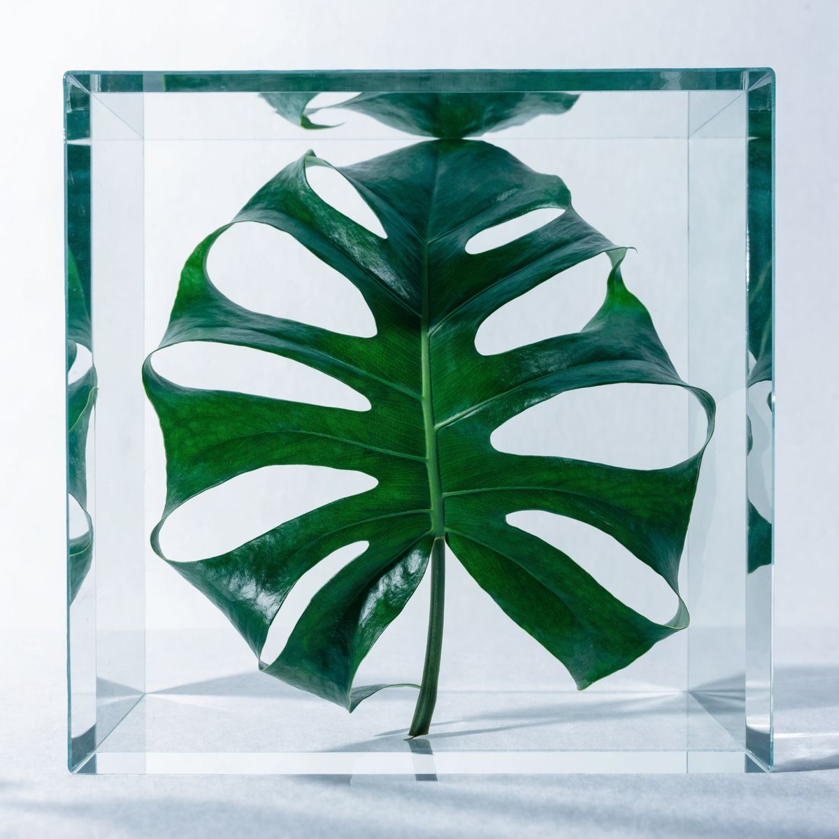 Monstera leaf in glass cube
